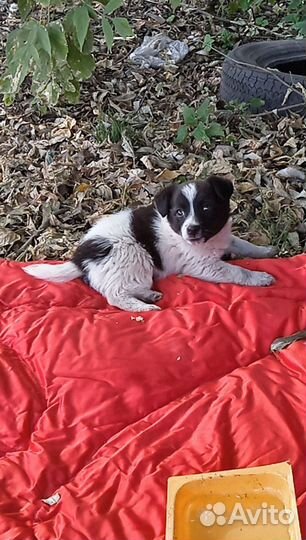 Отдам кутят