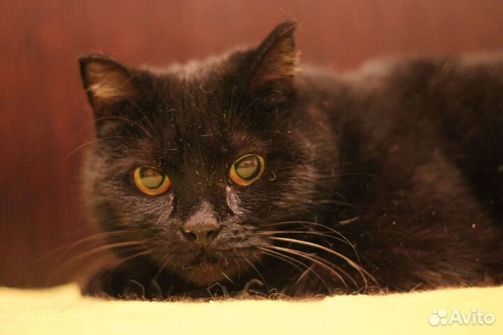 Кошка Лиза в добрые руки