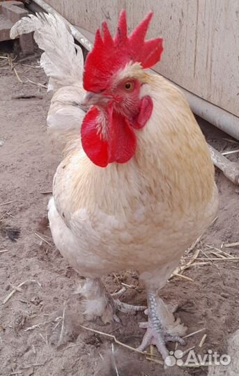 Молодые петухи