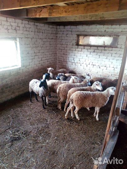 Продам бараны пароды Куйбышевский