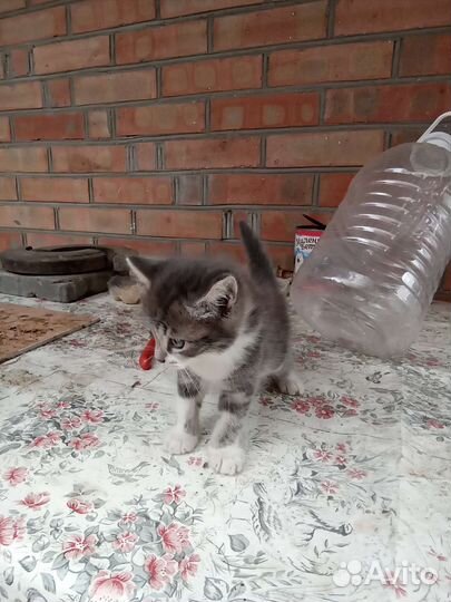 Кошки в добрые руки бесплатно