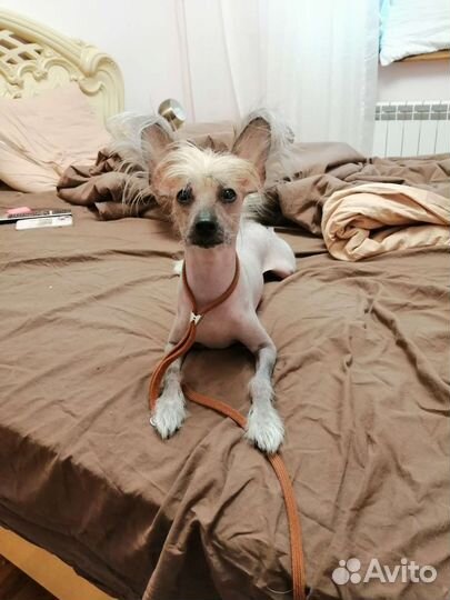 Дрессировка, воспитание и передержка собак.)