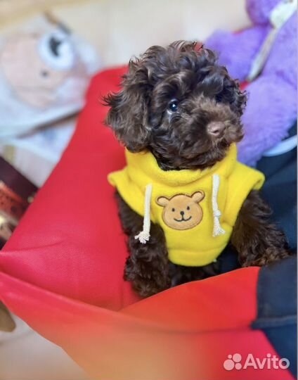 Мимимишки мальтипу