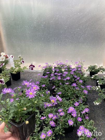 Рассада однолетних цветов