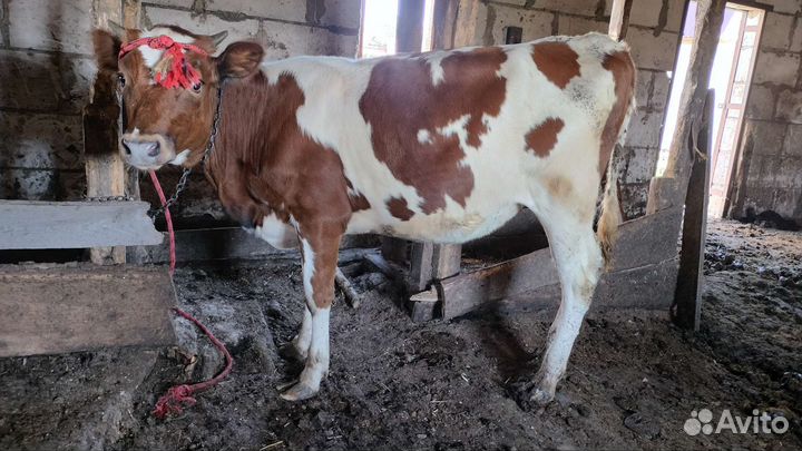 Бычки телачки