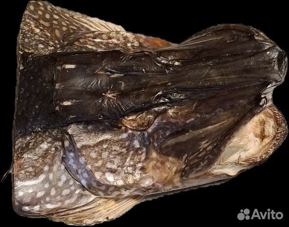 Рыба, чучело щуки