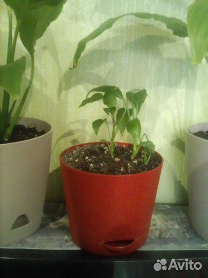 Спатифиллум, алоэ вера, алоэ древовидный