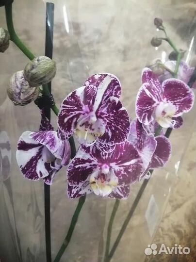 Сортовые орхидеи