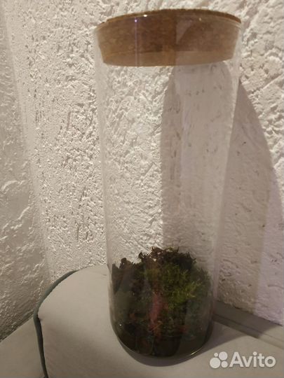 Мох в вазе оригинальные подарки цветы