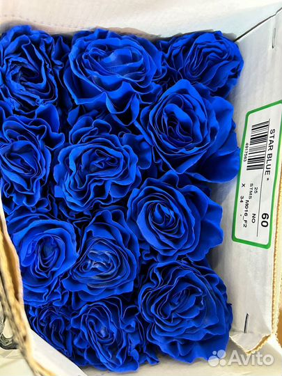 Синие розы