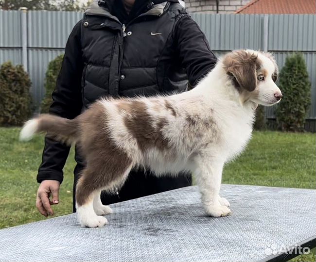 Миниатюрная американская овчарка