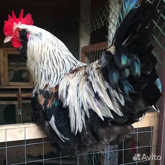 Инкубационное яйцо