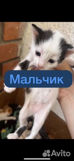 Котята в добрые руки