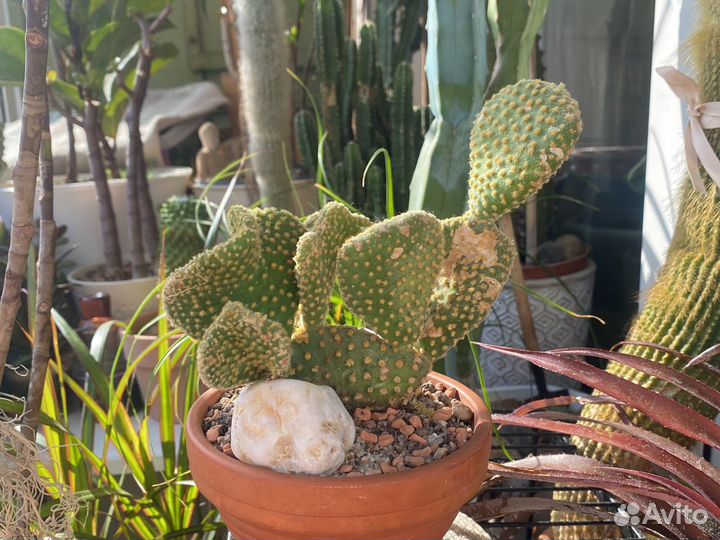 Кактусы и суккуленты