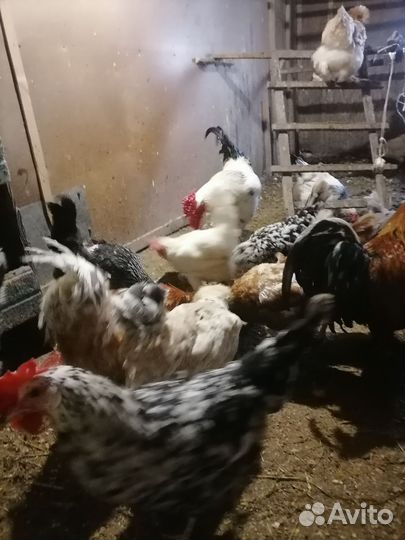 Куры домашние