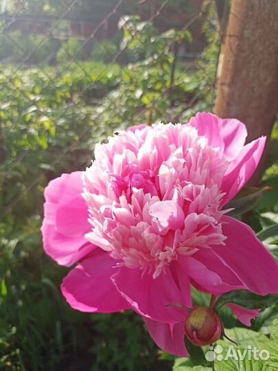 Саженцы пионов