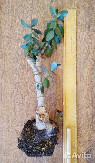 Красула толстянка