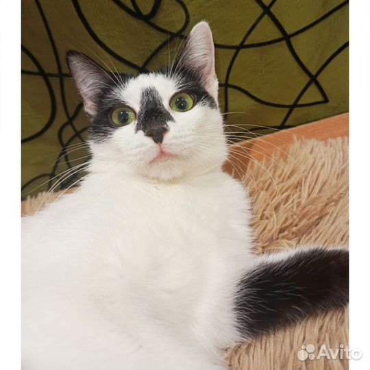 Отдам стерильную молодую кошку