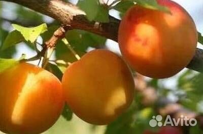 Саженцы алычи Солнечный зайчик