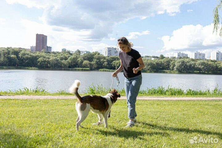 Собака в добрые руки