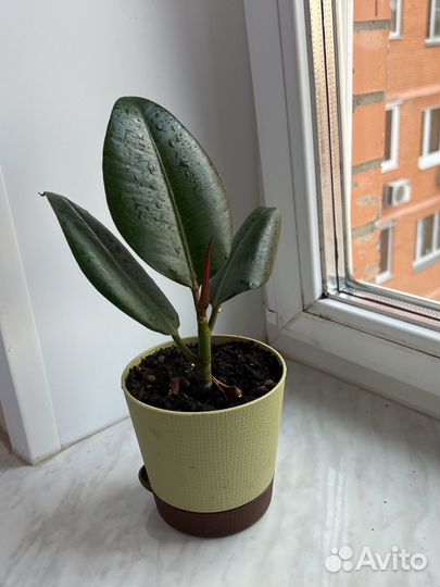 Дифенбахия фикусы