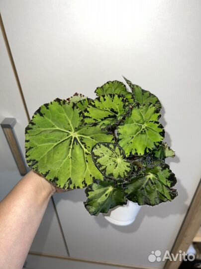 Бегония тигровая