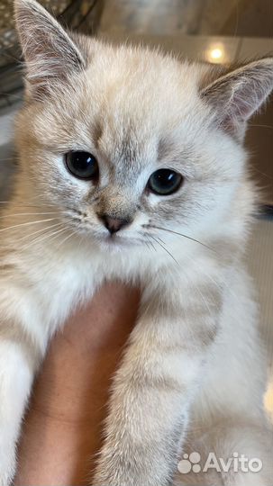 Шотландская кошечка шиншилла беби фейс