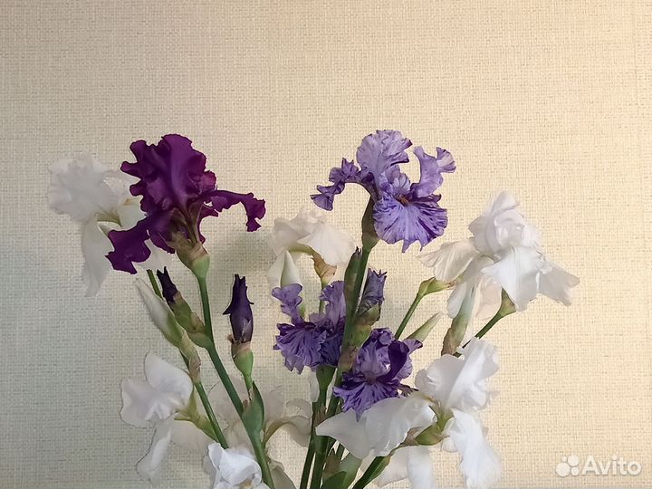 Ирисы бородатые сортовые