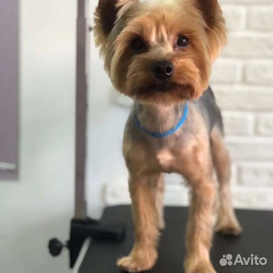 Стрижка собак