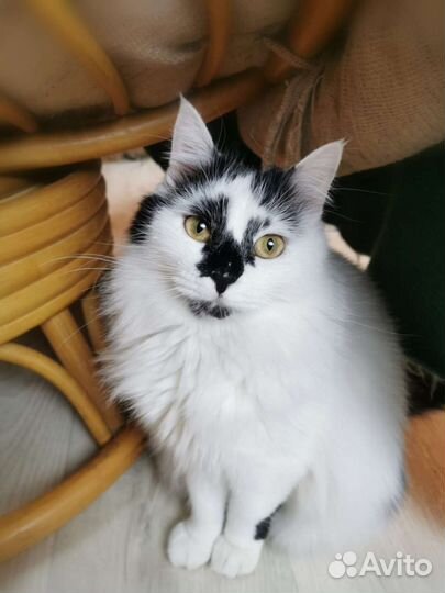 Пушистая красавица Кнопа ищет дом