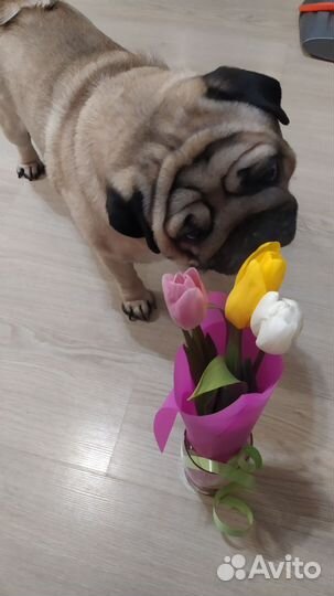 Мопс вязка