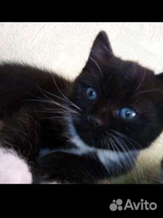 Котята в добрые руки бесплатно