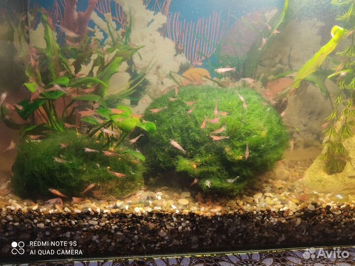 Креветки вишня