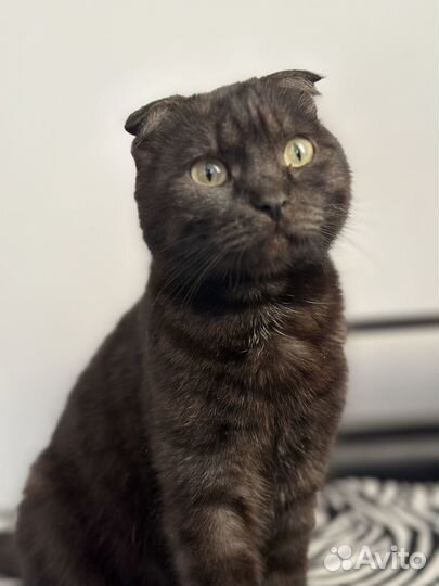 Шотландская вислоухая