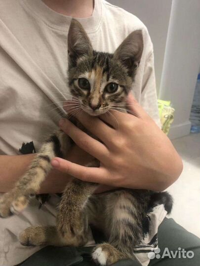 Нашли маленькую кошечку. отдаем в хорошие руки