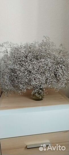 Гипсофила метельчатая саженцы