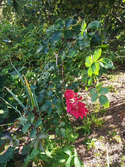 Роза плетистая куст