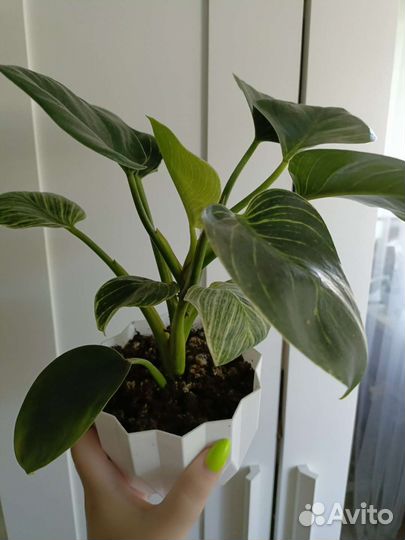 Филодендрон биркин вайт