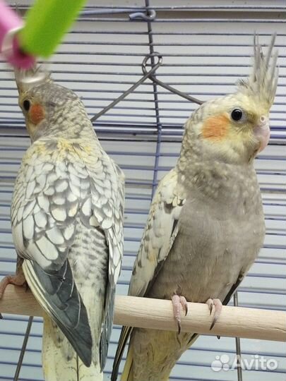Ручные выкормыши