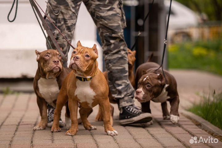 Амбулли покет