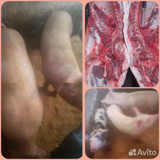 Домашняя свинина, купаты