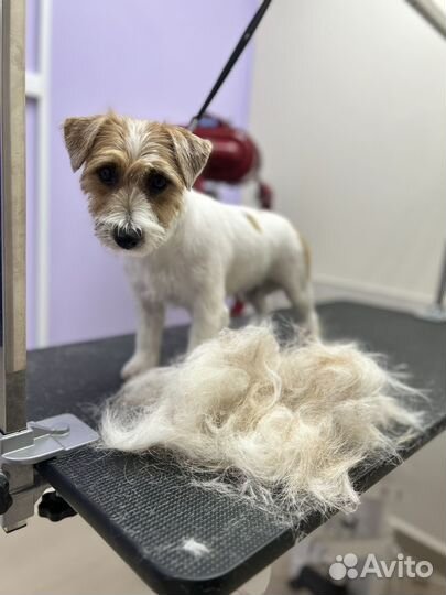 Стрижка собак и кошек в Щёлково