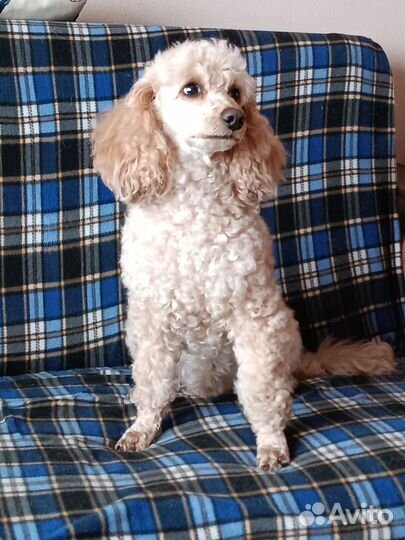 Вязка малый Пудель