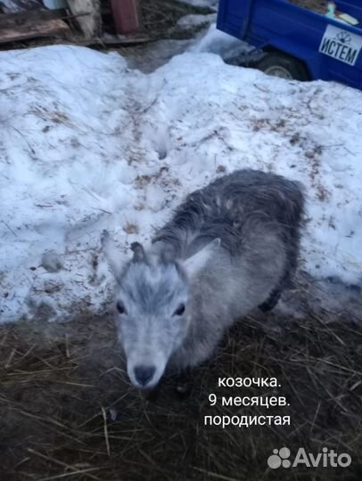 Продаются козы и козлята