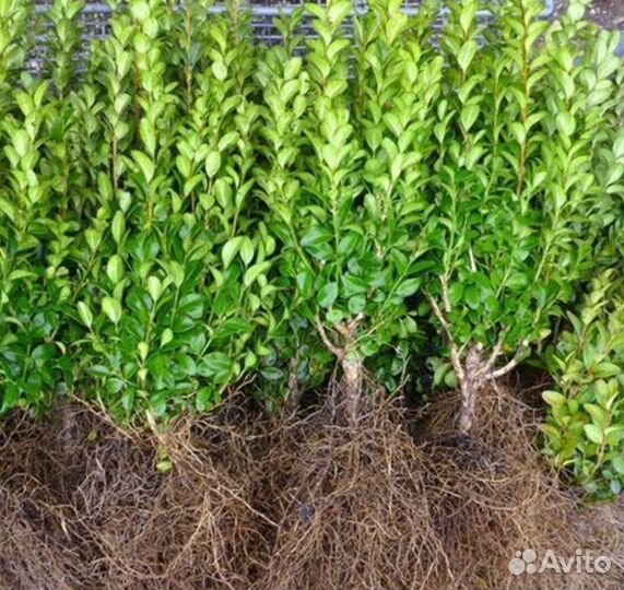 Саженцы самшита вечнозелёного