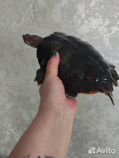 Черепаха водная в добрые руки