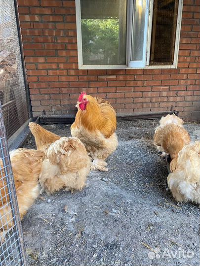 Куры кохинхины