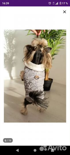 Жилетка для маленькой собачки