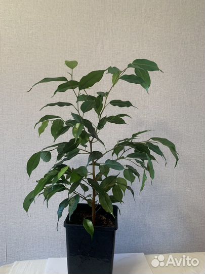 Фикус бенджамина