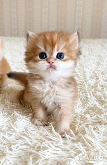 Длинношерстный мальчик окраса золотая шиншилла